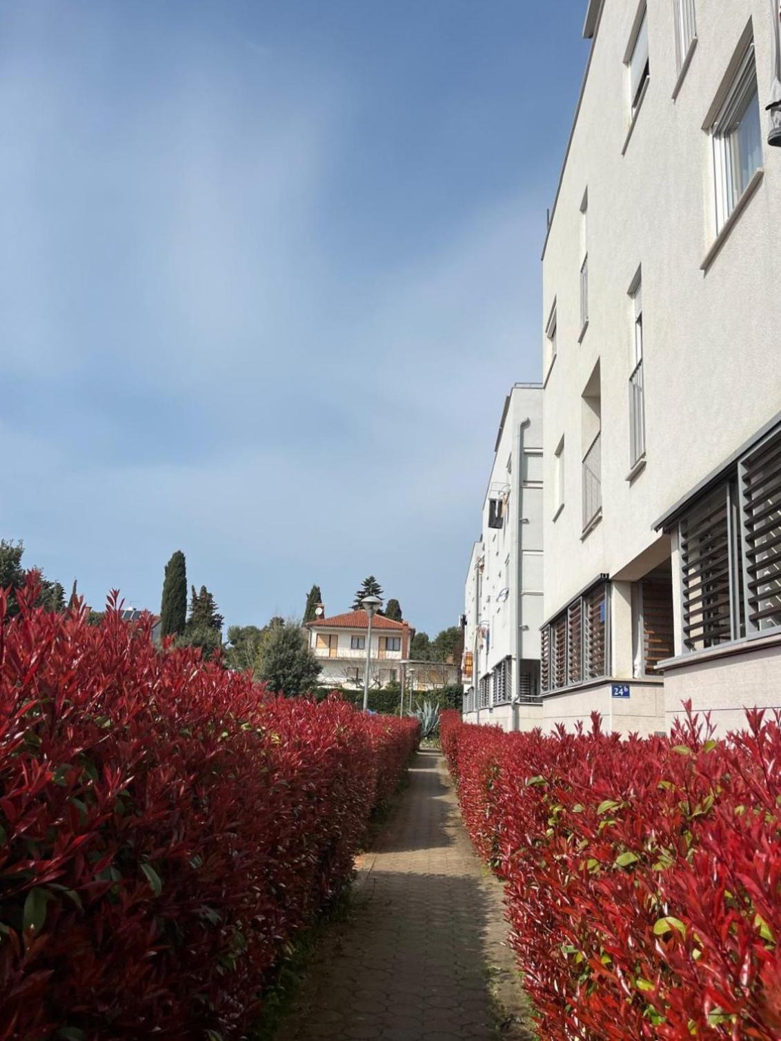 Apartment Violetta-Punta Umag Eksteriør billede